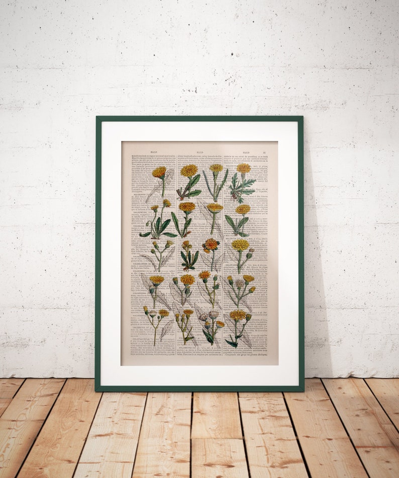 Peut inclure: Une illustration botanique vintage de fleurs jaunes avec des feuilles vertes imprim&eacute;es sur une page d'un vieux livre. La page est encadr&eacute;e dans un cadre vert fonc&eacute;.