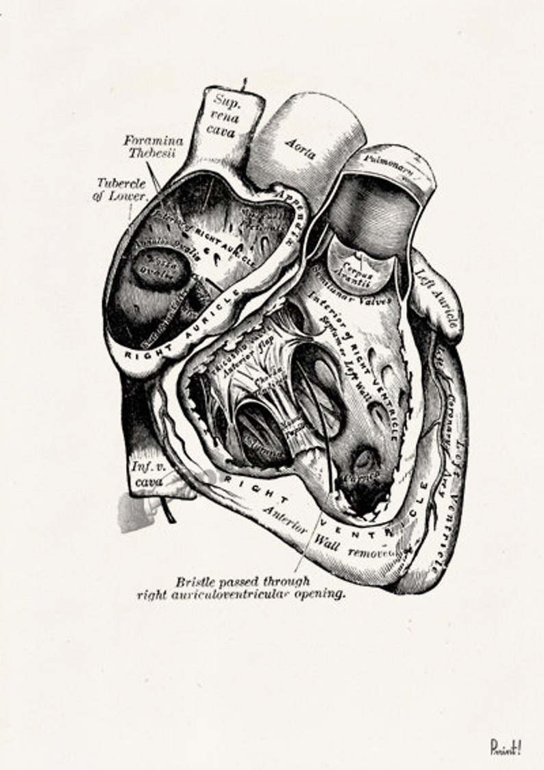 Wall art print, Human Anatomy Heart in black, Anatomical heart wall art, Doctor office gift, SKA039 image 6