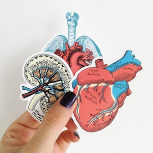 Pack d'autocollants - Stickers artistiques - Stickers anatomiques - Coeur anatomique - Sticker MacBook - Cadeau scientifique - STC023