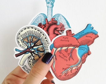 May include: Three anatomical illustrations of the human heart and kidney. The heart is red and shows the right auricle, right ventricle, and left ventricle. The kidney is brown and shows the veins and arteries. The illustrations are on white paper with a blue and white background.