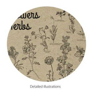 May include: A vintage botanical illustration featuring a variety of flowers and herbs, including Spotted Temnoplea, Little Yellow Monkey Flower, and Rayless Fidelbone. The illustration is in black and white and has a rustic, vintage aesthetic.