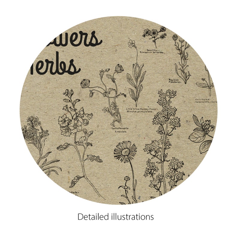 May include: A vintage botanical illustration featuring a variety of flowers and herbs, including Spotted Temnoplea, Little Yellow Monkey Flower, and Rayless Fidelbone. The illustration is in black and white and has a rustic, vintage aesthetic.