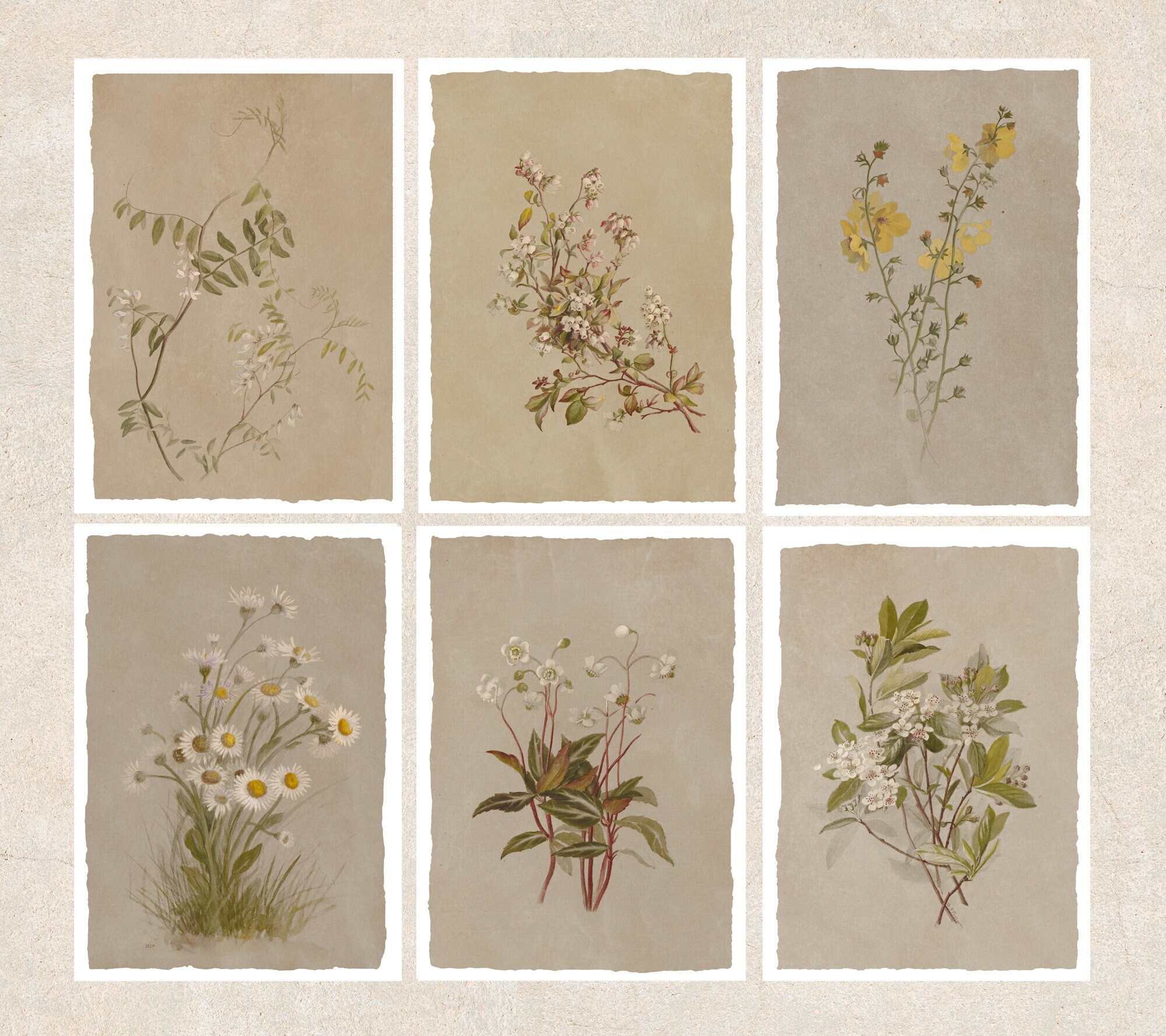 Botanical Sketch Postcards: French Grey Floral Art, Set of 6 - Etsy