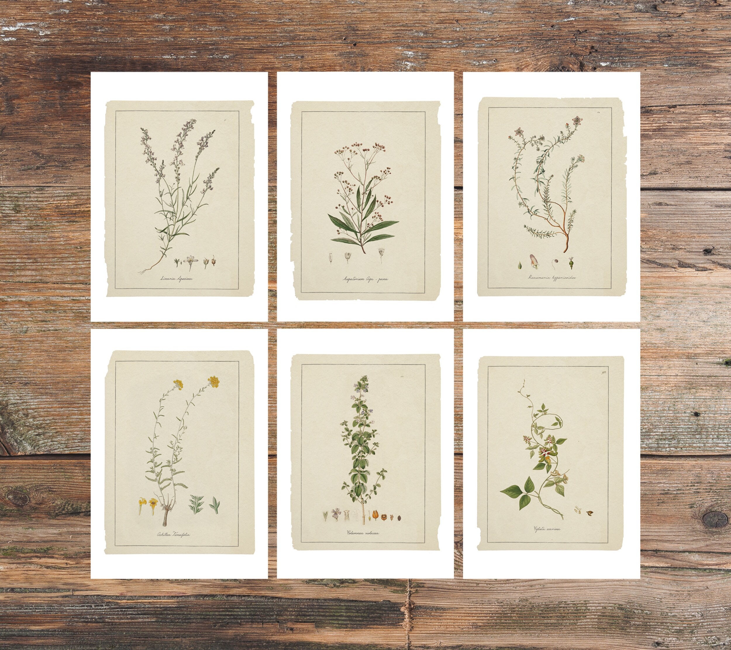 Botanical Sketch Postcards: Wildflower Art, Set of 6