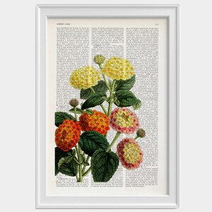 May include: A vintage botanical illustration of a Lantana plant with yellow, orange, and pink flowers. The flowers are clustered together on the stem, and the leaves are green and lush. The image is printed on a page of text from an old book.