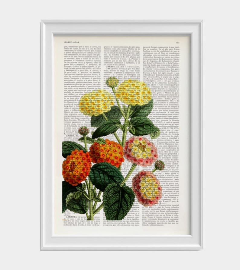 May include: A vintage botanical illustration of a Lantana plant with yellow, orange, and pink flowers. The flowers are clustered together on the stem, and the leaves are green and lush. The image is printed on a page of text from an old book.