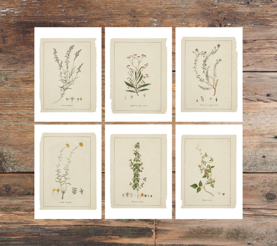 Botanical Sketch Postcards: Wildflower Art, Set of 6 - Etsy