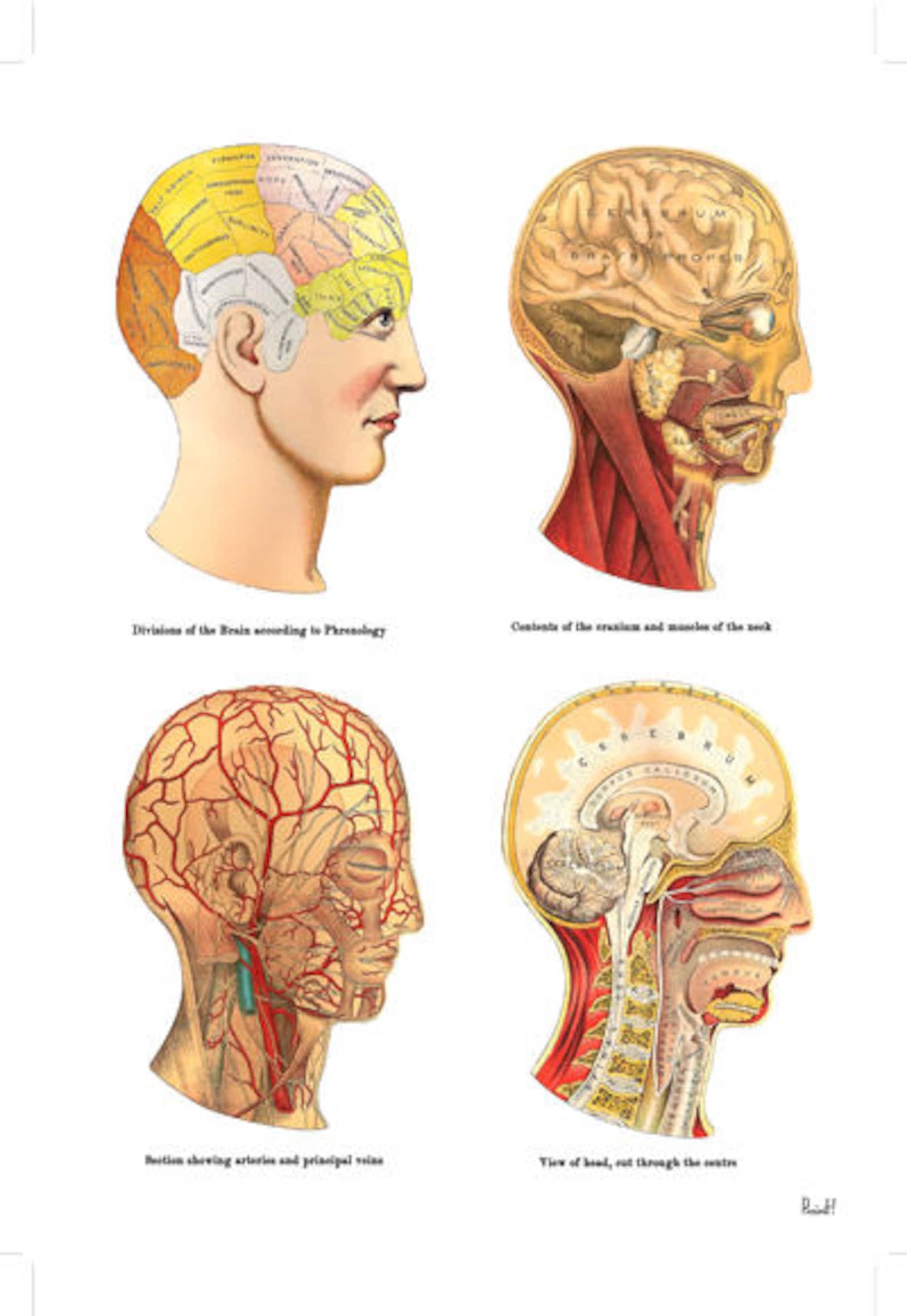 Wall decor Study of the Brain Human Anatomy Art Anatomical Etsy