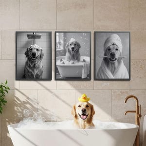 May include: Set of three black and white framed prints featuring a Golden Retriever in various spa-like scenarios. One print shows the dog under a shower, another in a bathtub, and the third with a towel and toothbrush.
