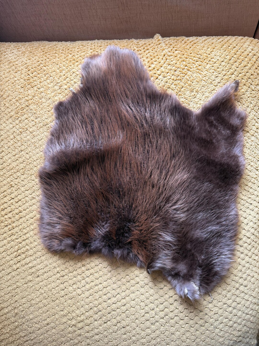 7 Beaver Pelts - Etsy