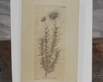 Original Antique Botanical Engraving, Rohria lanceolata, Herstedt, 1700's Engraving