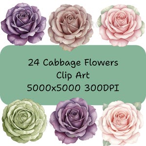 Może przedstawiać: Akwarelowa grafika clip art przedstawiająca sześć kwiatów kapusty w odcieniach fioletu, różu i zieleni. Obraz zawiera tekst "24 Cabbage Flowers Clip Art 5000x5000 300DPI."