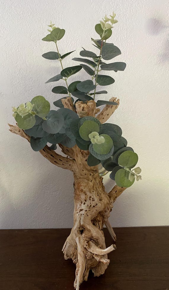 Cholla Cactus Skeleton (cylindropuntia) - Unique Decoration-free SHEEPING -  Etsy Israel