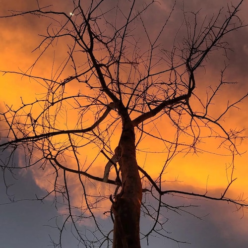 希少なヘレンドハンガリー磁器象 – 錆びたフィッシュネット 5266 – 5.5