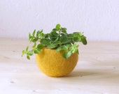 Succulent planter / felted pod / Air plant pot / mustard yellow desk organizer