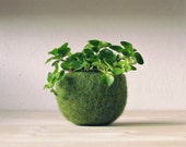 Cactus planter / Succulent  / Plant pod / felted bowl / Air plant holder / pantone greenery / indoor planter / gift for her
