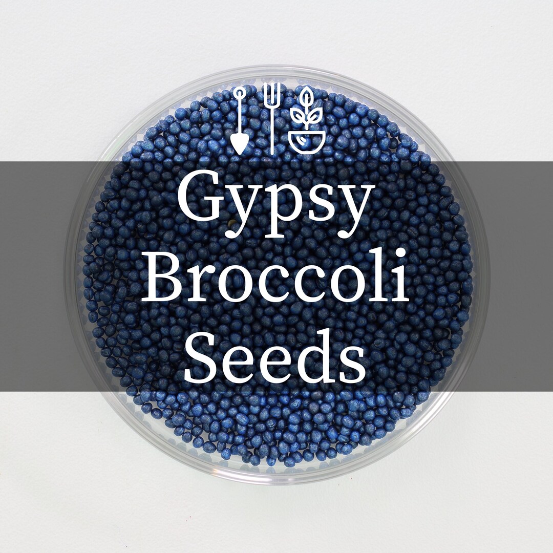 Gypsy Hybrid Broccoli Seeds | Heat‑tolerant Smooth Dome Heads | Downy ...