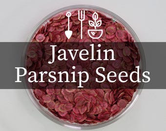 Javelin Hybrid Parsnip Seeds | Long Wedge‑Shaped Roots | Overwintering Variety with Canker Resistance | 60 Treated Seeds