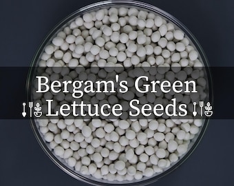 Bergam's Green Lettuce Seeds