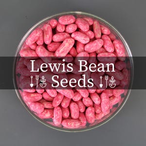 Lewis Bean Seeds