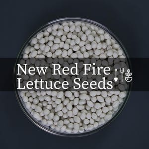 New Red Fire Lettuce Seeds