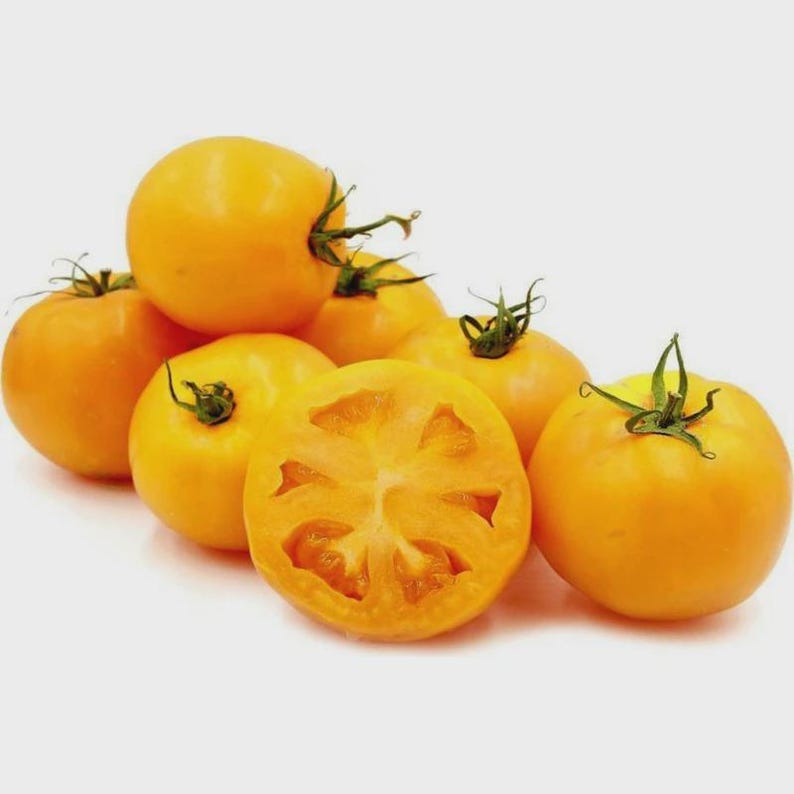 Golden Jubilee Tomato Seeds 20 Seeds Sweet Low acid Orange Tomatoes 