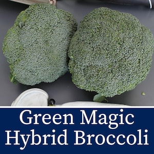 May include: Two heads of green broccoli with a textured surface. The image includes the text "Green Magic Hybrid Broccoli" in white letters on a dark blue background.