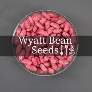 Wyatt Bean Seeds