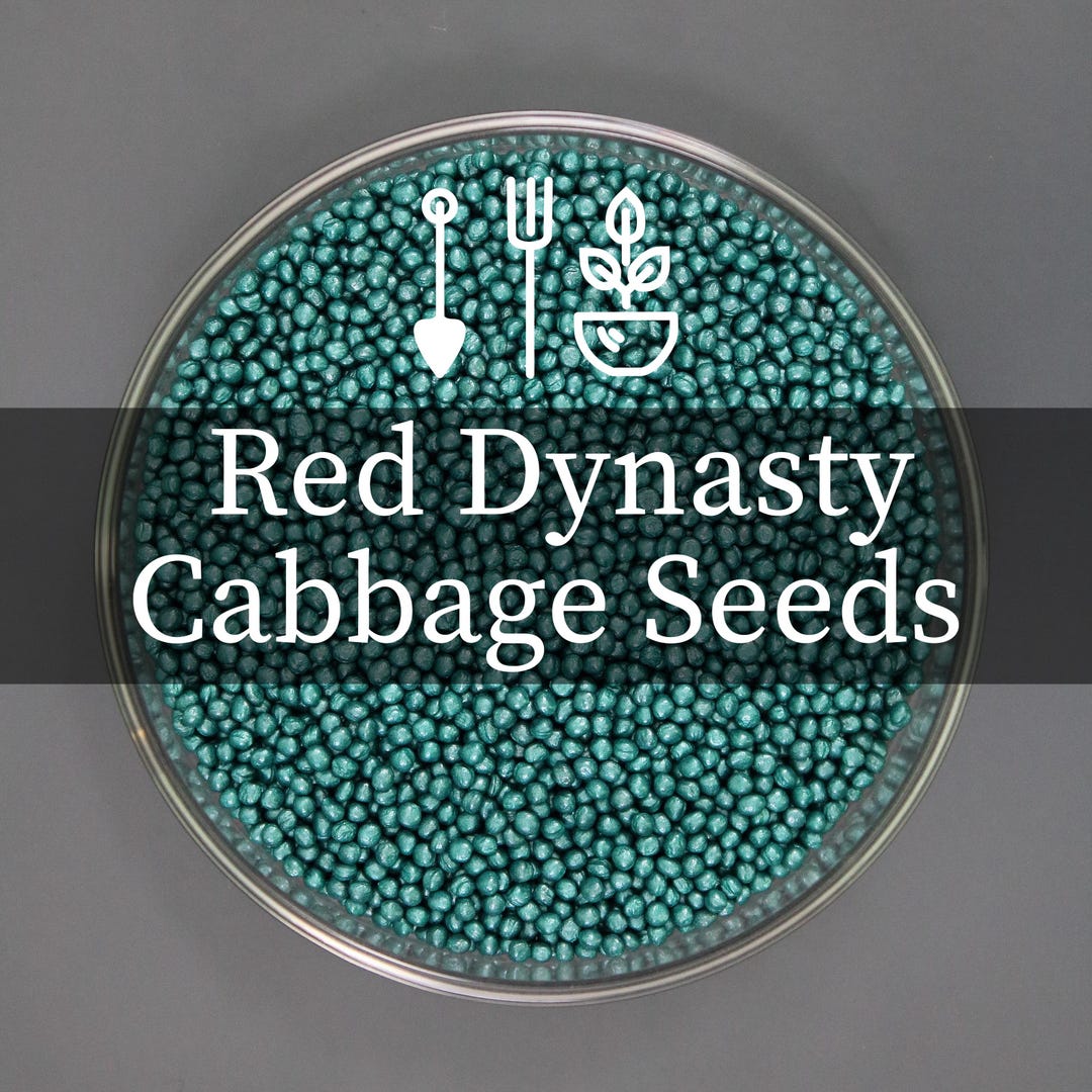 Red Dynasty Hybrid Cabbage Seeds | Deep Red 5 Lb Heads | Black Rot ...