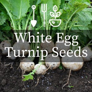 May include: Image of White Egg Turnip Seeds. The image shows several white turnips with green leafy tops, partially buried in dark soil. The text "White Egg Turnip Seeds" is overlaid on the image, along with gardening tool icons.