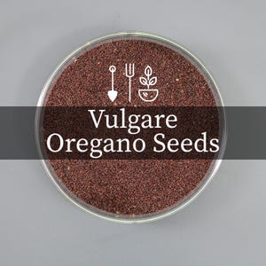Oregano Vulgare Seeds