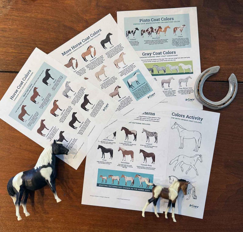 Horse Rugging Chart.pdf Horse Riding Basics Learning Pack | Beginner Riding Lesson Activities ...
