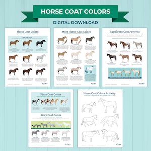 Könnte beinhalten: Ein digitaler Download mit Lehrtafeln zu Fellfarben und -mustern von Pferden. Die Tafeln zeigen Illustrationen verschiedener Fellfarben wie Kastanienbraun, Braun und Schwarz sowie Muster wie Appaloosa und Pinto. Der Text "Horse Coat Colors" ist oben.