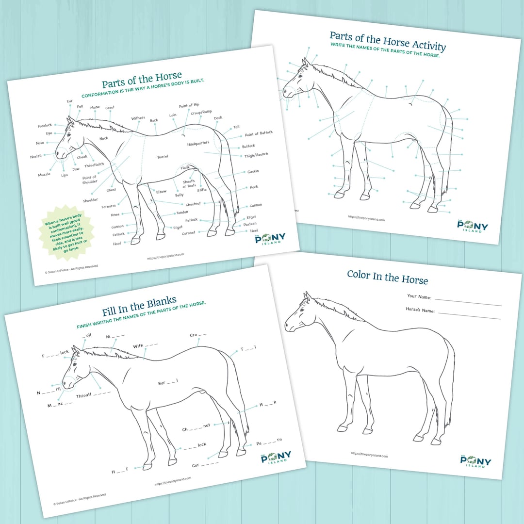 Parts of the Horse Activity – Printable Worksheet Pack for Kids ...