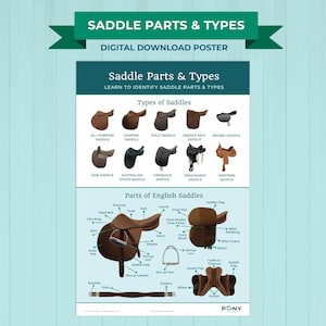 May include: A digital poster illustrating "Saddle Parts & Types." It displays different saddle styles like polo and racing saddles, alongside detailed diagrams of English saddle components, including the cantle, stirrup leather, and knee pad. Measurements are not included.