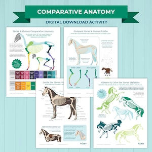 May include: A collection of educational printables with the title "Comparative Anatomy" and the subtitle "Digital Download Activity." The printables include diagrams comparing horse and human anatomy, horse skeletons, and limb comparisons. The color scheme includes green, blue, and brown.