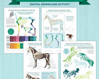 Horse Anatomy Printable, Comparative Anatomy Worksheet (Digital Download)