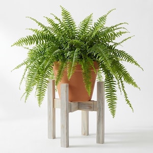 May include: A lush green fern plant in a terracotta pot, displayed on a distressed white wooden plant stand. The fern has long, delicate fronds, creating a full, vibrant appearance. The stand has a cross-legged design.