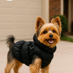 May include: A small, happy dog wearing a black puffer jacket with a hood. The dog has brown and tan fur and is standing on a concrete surface. The Costume Club logo is in the top left corner.