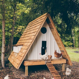 May include: A-frame chicken coop with a wooden shingle roof and white siding. The coop has a small door and a round window. Several chickens are in front of the coop, with a wooden ladder leading up to the entrance. The coop is set in a wooded area.