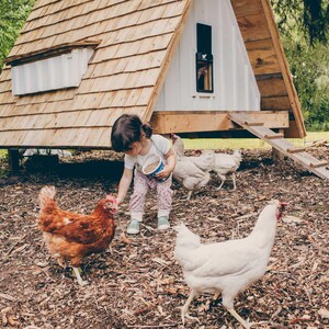 May include: A young child feeds chickens near a wooden A-frame chicken coop. The coop has a wooden shingle roof and a small window. Several chickens, including brown and white ones, are visible on the ground.