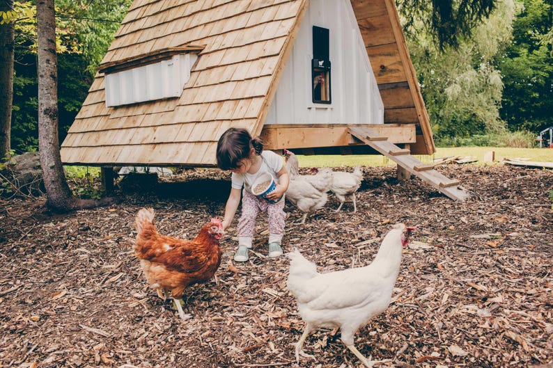 May include: A young child feeds chickens near a wooden A-frame chicken coop. The coop has a wooden shingle roof and a small window. Several chickens, including brown and white ones, are visible on the ground.