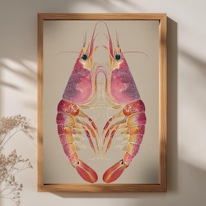 Op de afbeelding: Een ingelijste print met een symmetrische illustratie van twee garnalen. De garnalen zijn afgebeeld in roze, rode en oranje tinten, met gedetailleerde texturen en fijne lijnen. Het kunstwerk staat tegen een neutrale achtergrond.