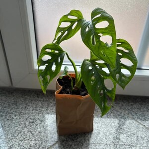 May include: A potted Monstera Adansonii plant with vibrant green, hole-filled leaves. The plant is in a brown paper pot, set against a window. The plant's leaves have a unique, Swiss cheese-like appearance.