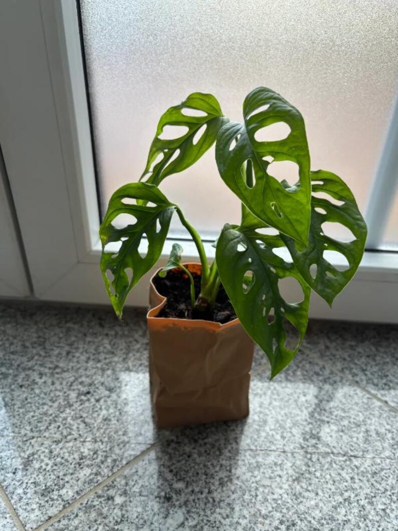 May include: A potted Monstera Adansonii plant with vibrant green, hole-filled leaves. The plant is in a brown paper pot, set against a window. The plant's leaves have a unique, Swiss cheese-like appearance.