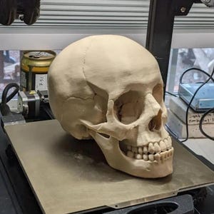 以下が含まれることがあります： ベージュ色の3Dプリントされた人間の頭蓋骨が、3Dプリンターのベッドに置かれています。頭蓋骨は詳細で、歯と骨格構造を示しています。プリンターは黒色で、さまざまな機械部品が見えます。