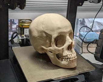 Anatomically Accurate Human Skull | Realistic 3D Printable Model for Study, Art, Decoration & Halloween Props | Digital STL File