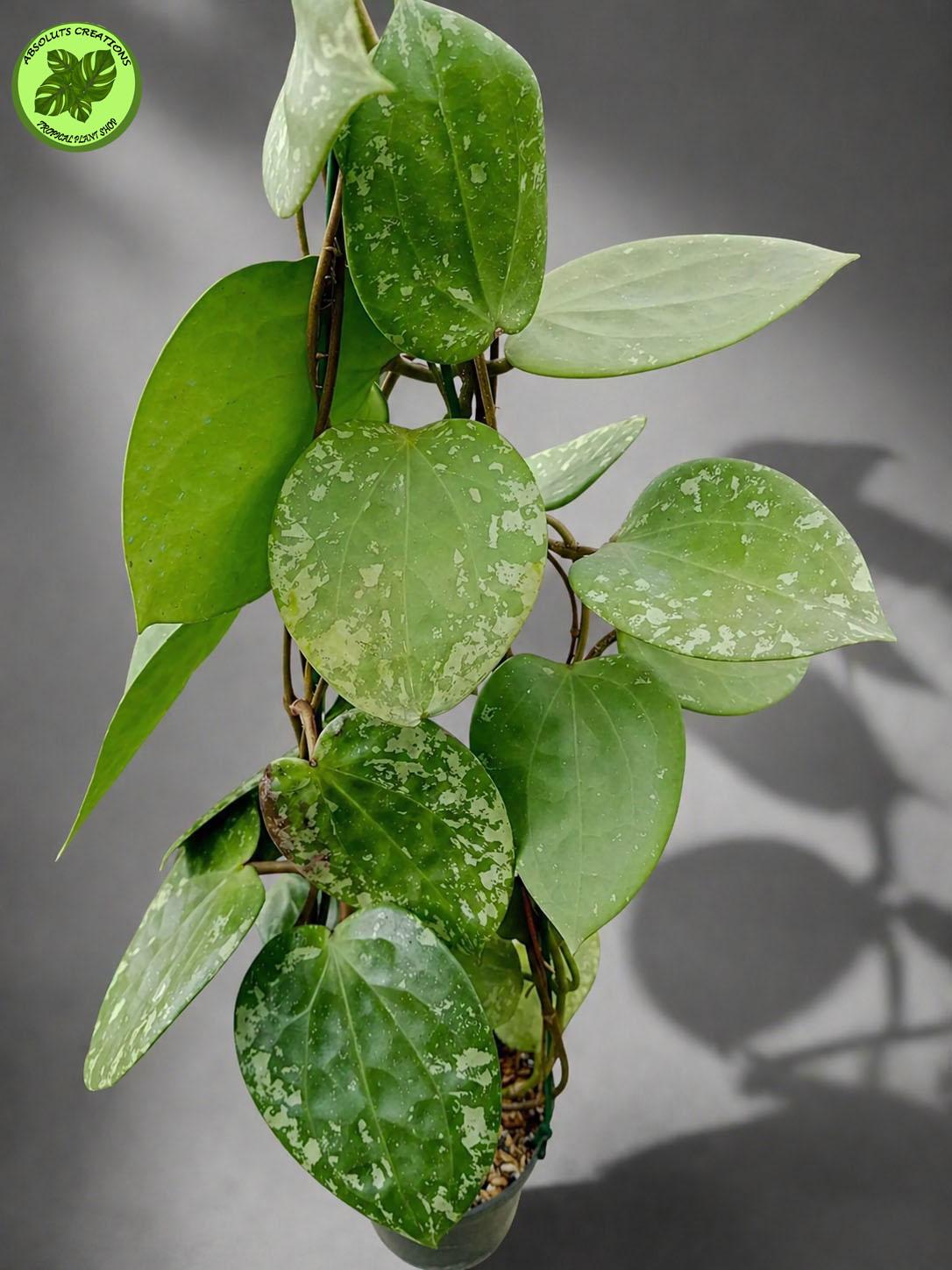 Hoya glabra - Etsy 日本