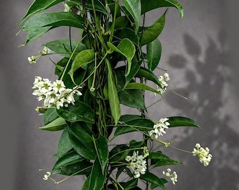 Hoya wayetii 'Lori Lyn', Newly Introduced Hoya Variety, Rooted