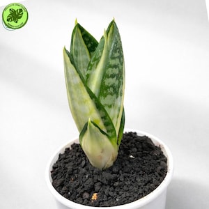 以下が含まれることがあります： 手作りの木製サインで、遊び心のあるフォントで「Welcome」と書かれています。 このサインは、使い古した仕上げとシンプルで素朴なデザインが特徴で、玄関に最適です。 サインの幅は約30cmです。